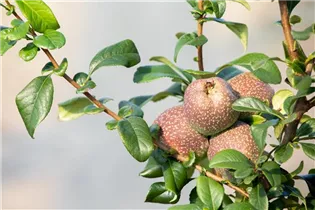 Chaenomeles 'Friesdorfer Typ 205' - Zierquitte 'Friesdorfer Typ 205' Chaenomeles 'Friesdorfer Typ 205' - Zierquitte 'Friesdorfer Typ 205'