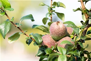 Chaenomeles 'Friesdorfer Typ 205' - Zierquitte 'Friesdorfer Typ 205' Chaenomeles 'Friesdorfer Typ 205' - Zierquitte 'Friesdorfer Typ 205'