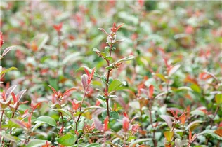 Chaenomeles 'Friesdorfer Typ 205' - Zierquitte 'Friesdorfer Typ 205' Chaenomeles 'Friesdorfer Typ 205' - Zierquitte 'Friesdorfer Typ 205'