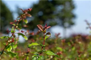 Chaenomeles 'Friesdorfer Typ 205' - Zierquitte 'Friesdorfer Typ 205' Chaenomeles 'Friesdorfer Typ 205' - Zierquitte 'Friesdorfer Typ 205'