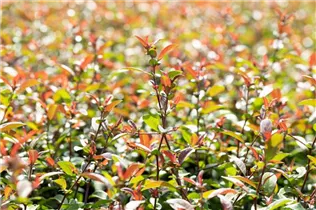 Chaenomeles 'Friesdorfer Typ 205' - Zierquitte 'Friesdorfer Typ 205' Chaenomeles 'Friesdorfer Typ 205' - Zierquitte 'Friesdorfer Typ 205'