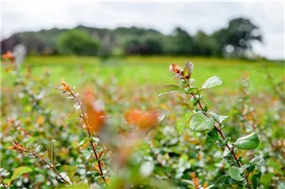 Chaenomeles japonica - Niedrige Scheinquitte