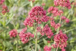 Centranthus ruber - Rote Spornblume Centranthus ruber - Rote Spornblume