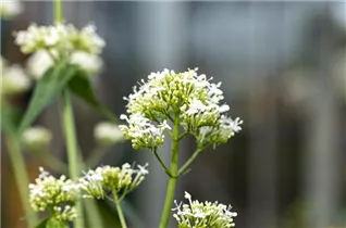 Centranthus ruber 'Albus' - Weißblühende Garten-Spornblume 'Albus'