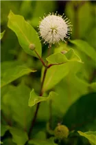 Cephalanthus occidentalis - Knopfbusch Cephalanthus occidentalis - Knopfbusch