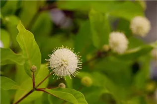 Cephalanthus occidentalis - Knopfbusch Cephalanthus occidentalis - Knopfbusch