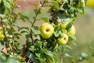 Chaenomeles japonica 'Sargentii' - Niedrige Scheinquitte 'Sargentii'