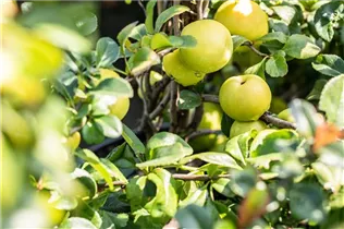 Chaenomeles japonica 'Sargentii' - Niedrige Scheinquitte 'Sargentii'