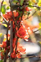 Chaenomeles japonica 'Sargentii' - Niedrige Scheinquitte 'Sargentii'