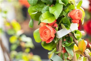 Chaenomeles speciosa 'Orange Storm' - Zierquitte 'Orange Storm' Chaenomeles speciosa 'Orange Storm' - Zierquitte 'Orange Storm'