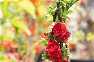 Chaenomeles speciosa 'Scarlet Storm' - Ziequitte 'Scarlet Storm' Chaenomeles speciosa 'Scarlet Storm' - Ziequitte 'Scarlet Storm'