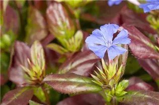 Ceratostigma plumbaginoides - Chinesische Scheinbleiwurz