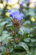 Ceratostigma plumbaginoides - Chinesische Scheinbleiwurz