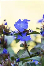 Ceratostigma plumbaginoides - Chinesische Scheinbleiwurz