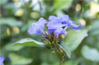Ceratostigma plumbaginoides - Chinesische Scheinbleiwurz