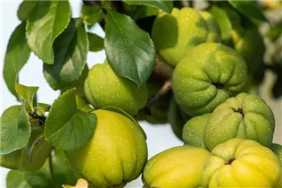 Chaenomeles x superba 'Cameo' - Zierquitte 'Cameo'