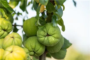 Chaenomeles x superba 'Cameo' - Zierquitte 'Cameo'