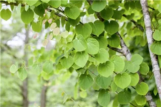 Cercidiphyllum japonicum - Judasblattbaum