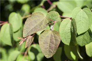 Cercis canadensis 'Ace of Hearts'(s) - Judasbaum 'Ace of Hearts'(s)
