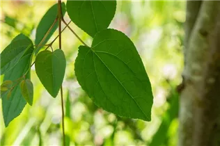 Cercidiphyllum japonicum - Judasblattbaum