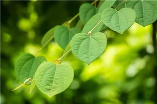 Cercidiphyllum japonicum 'Glowball' - Katsurabaum 'Glowball'