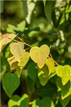 Cercidiphyllum japonicum 'Glowball' - Katsurabaum 'Glowball'