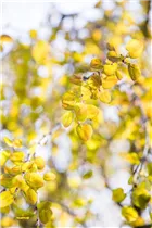 Cercidiphyllum japonicum 'Pendulum' - Hängender Katsurabaum 'Pendulum'