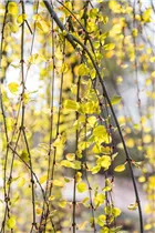 Cercidiphyllum japonicum 'Pendulum' - Hängender Katsurabaum 'Pendulum'