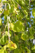 Cercidiphyllum japonicum 'Pendulum' - Hängender Katsurabaum 'Pendulum'