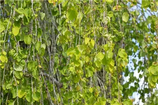 Cercidiphyllum japonicum 'Pendulum' - Hängender Katsurabaum 'Pendulum'