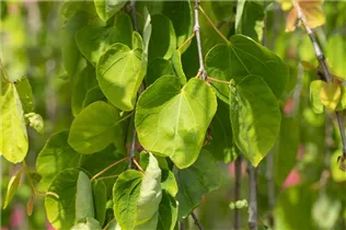 Cercidiphyllum japonicum 'Pendulum' - Hängender Katsurabaum 'Pendulum'