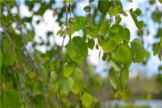 Cercidiphyllum japonicum 'Pendulum' - Hängender Katsurabaum 'Pendulum'