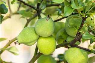 Chaenomeles x superba 'Jet Trail' - Zierquitte 'Jet Trail'