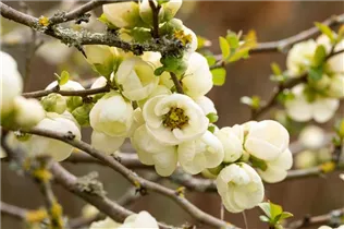 Chaenomeles x superba 'Jet Trail' - Zierquitte 'Jet Trail'