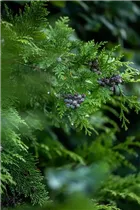 Chamaecyparis lawsoniana - Scheinzypresse