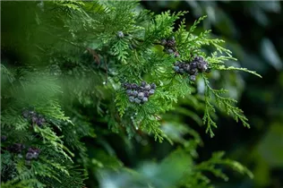Chamaecyparis lawsoniana - Scheinzypresse