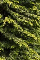 Chamaecyparis obtusa 'Fernspray Gold' - Scheinzypresse 'Fernspray Gold' Chamaecyparis obtusa 'Fernspray Gold' - Scheinzypresse 'Fernspray Gold'