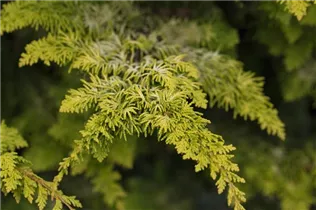 Chamaecyparis obtusa 'Fernspray Gold' - Scheinzypresse 'Fernspray Gold' Chamaecyparis obtusa 'Fernspray Gold' - Scheinzypresse 'Fernspray Gold'