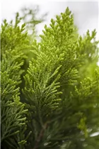 Chamaecyparis lawsoniana 'Minima Aurea' - Gelbe Kissenzypresse 'Minima Aurea'