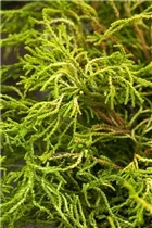 Chamaecyparis obtusa 'Tsatsumi Gold' - Gelbe Hinoki-Scheinzypresse 'Tsatsumi Gold'