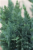 Chamaecyparis lawsoniana 'Alumii' - Heckenzypresse 'Alumii' Chamaecyparis lawsoniana 'Alumii' - Heckenzypresse 'Alumii'