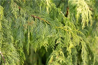 Chamaecyparis obtusa 'Golden Flash' - Hinoki-Scheinzypresse 'Golden Flash'