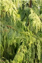 Chamaecyparis obtusa 'Golden Flash' - Hinoki-Scheinzypresse 'Golden Flash'