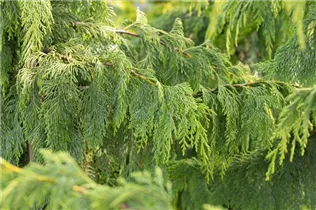 Chamaecyparis obtusa 'Golden Flash' - Hinoki-Scheinzypresse 'Golden Flash'