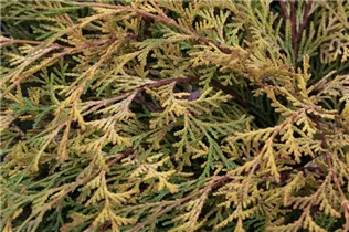Chamaecyparis obtusa 'Kamarachiba' - Fächerblatt-Zypresse 'Kamarachiba'