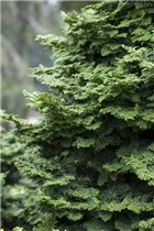 Chamaecyparis obtusa 'Kosteri' - Fächerblatt-Zypresse 'Kosteri'