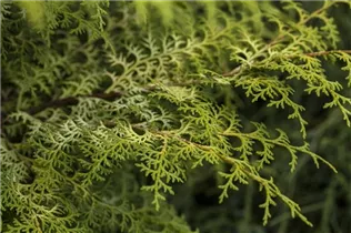Chamaecyparis obtusa 'Lucas' - Hinoki-Scheinzypresse 'Lucas'