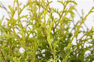 Chamaecyparis obtusa 'Lucas' - Hinoki-Scheinzypresse 'Lucas'