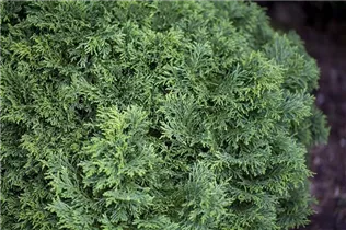 Chamaecyparis lawsoniana 'Brégeon' - Gartenzypresse 'Brégeon'