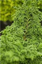 Chamaecyparis obtusa 'Maureen' - Hinoki-Scheinzypresse 'Maureen'